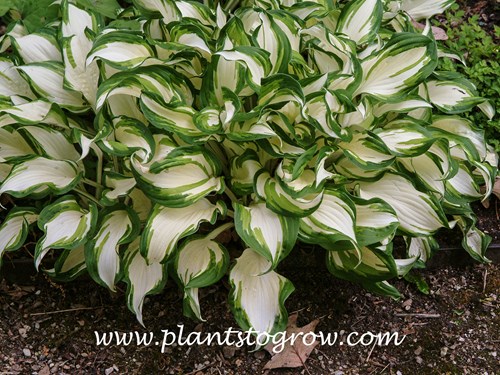 Variegated Hosta (Hosta 'Undulata Mediovariegata)